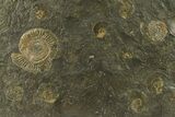 Fossil Ammonite Cluster - Posidonia Shale, Germany #301415-1